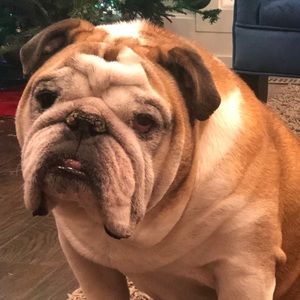 Meet your Posher, Trixie